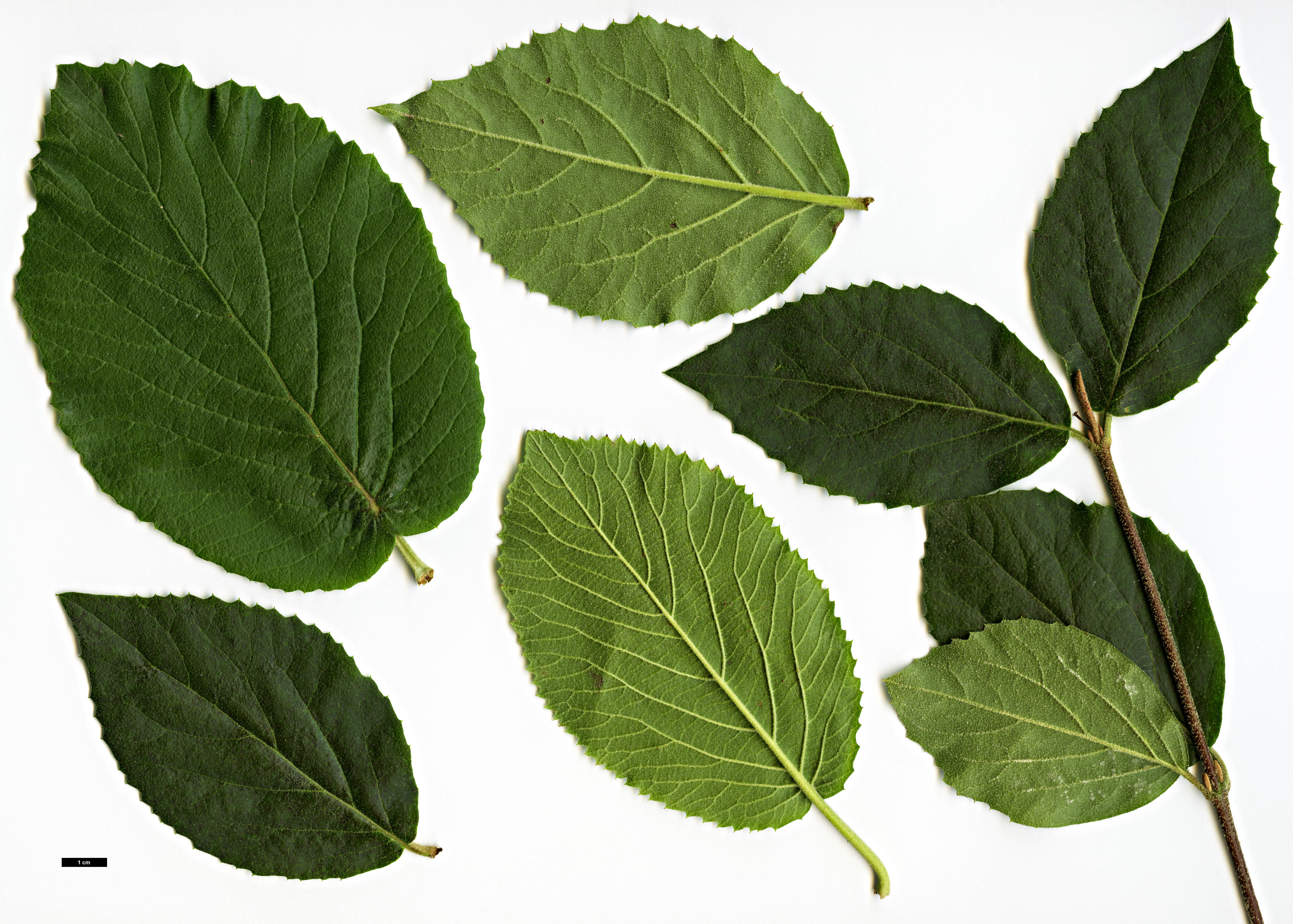 High resolution image: Family: Adoxaceae - Genus: Viburnum - Taxon: ×carlcephalum (V.carlesii × V.macrocephalum f. keteleeri)